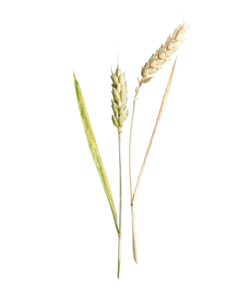 Пептиди пшениці